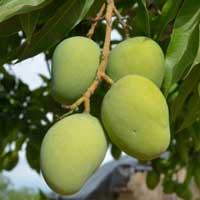 Mango Africano